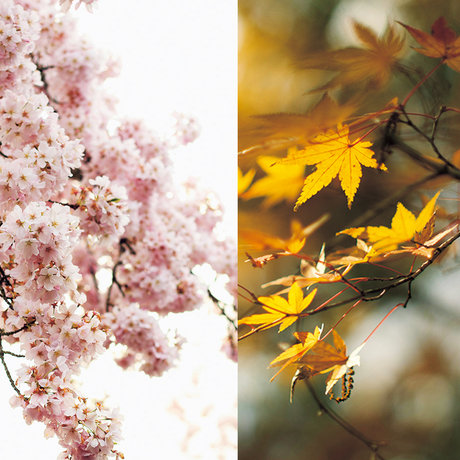 草木染めオーガニックパイル